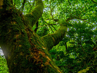 Mossy trees in the rainforest