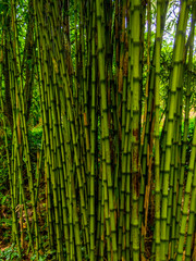 Bamboo trees - beautiful vegetation in a bamboo garden