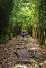 Obraz premium Woman hiking in bamboo forest
