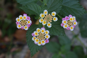 幾何学模様のような円形に並び、花色が様々に変化することから七変化とも呼ばれる花（ランタナ）