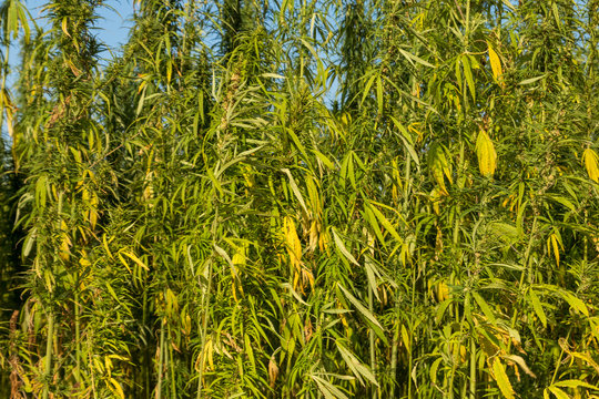 Field of green cannabis (marijuana) plants