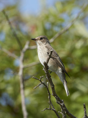 Spotted flycatcher (Muscicapa striata)