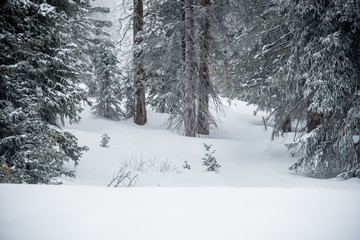 deep wood winter