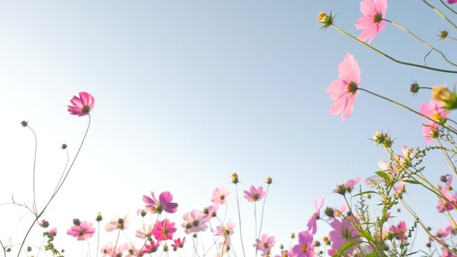 Pink cosmos swaying in wind in sunny day. Copy space, isolated.