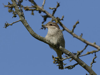 Red-backed shrike (Lanius collurio)