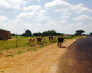 Fototapeta na wymiar cows on the ranch