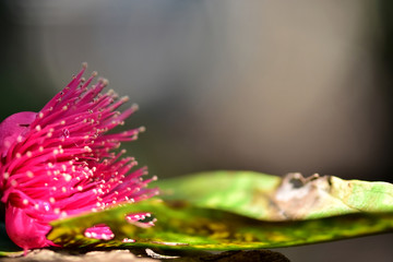 Flowers with pointed petals. Beautiful pink petals,tapered flowers together as a bouquet. It is the flowering of the rose apple.