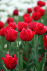 Beautiful display of tulips in a variety of colours at Floriade, Canberra