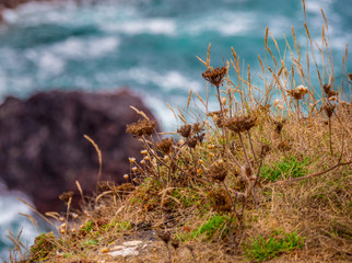 The rocky and picturesque coast of Kynance Cove in Cornwall