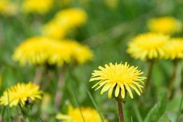 yellow dandelions in the grass