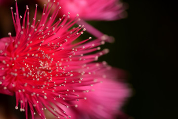 Obraz premium Flowers with pointed petals. Beautiful pink petals,tapered flowers together as a bouquet. It is the flowering of the rose apple.