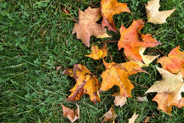 Red and yellow fall leaves on green grass background