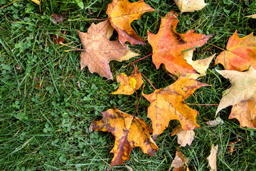 Red and yellow fall leaves on green grass background