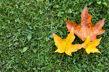 Red and yellow fall leaves on green grass background