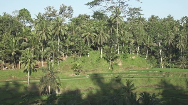 footage over rice terrace and palm trees of mountain and house of farmers . Bali. Indonesia