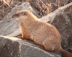 Groundhog (Marmota marmox)