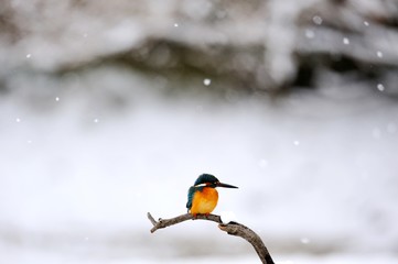 カワセミ./雪が降る中のカワセミです.