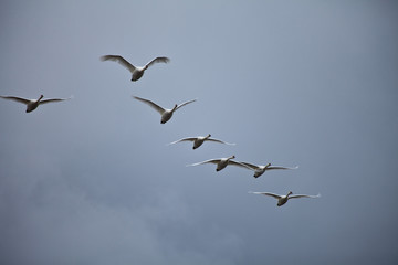 Gänseflug