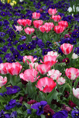 Beautiful display of tulips in a variety of colours at Floriade, Canberra