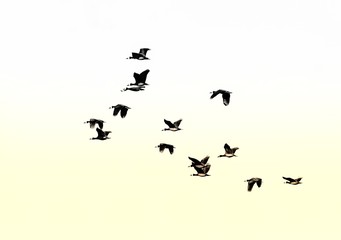 freedom,many,feather,outdoor,design,background,isolated,silhouette,black,sky,bird,birds,flight,fly,geese,flock,blue,nature,formation,animal,wildlife,clouds,migration,wild,group,sunset,wings,white,wing