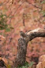Bird on Tree with Autumn Colors in Background