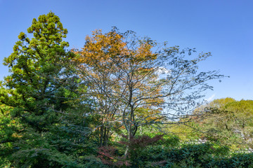 The view of Autumn Trees with blue sky at Yufuin. onsen town, Yufuin, Oita, Kyushu, Japan