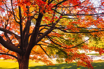 Maple leaves in Montreal, Canada