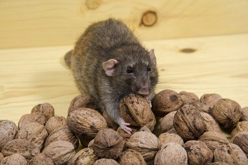 Rat and nuts.