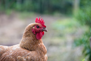 Chicken looking at camera portrait outside in a farm