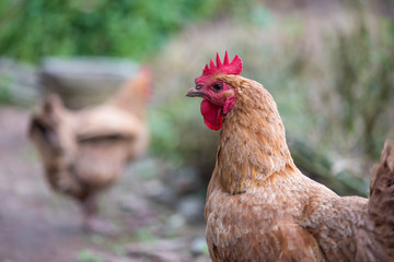 Chicken looking at camera portrait outside in a farm