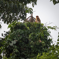 Animal on Borneo.