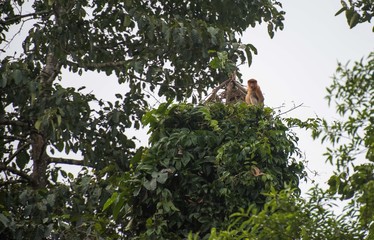 Animal on Borneo.