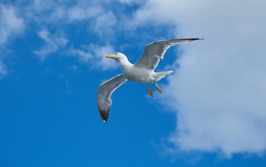 Seagull Bird