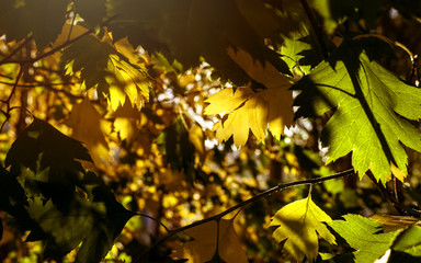 Yellow And Green Leaves Lit By The Sun Rays. Colorful Background. Autumn Golden Foliage.