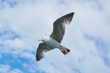 Seagull Bird