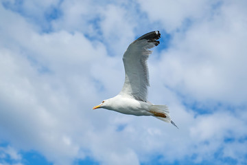 Seagull