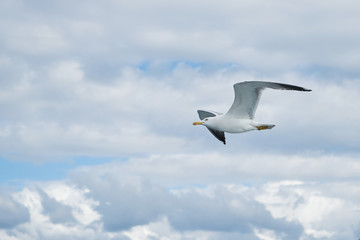 Seagull