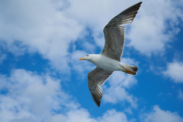 Seagull