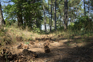 cones close-up on the background of coniferous forest