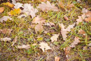 Top view on green grass with autumn yellow leaves. Colorful fall  leaves on a background of grass. Autumn and lifestyle concept.