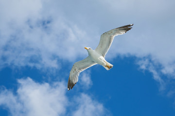 Seagull