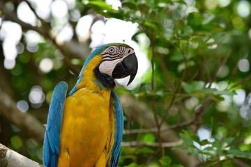 blue and yellow macaw in Colombia