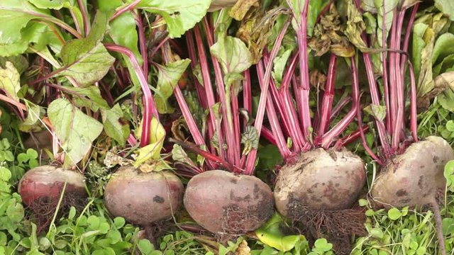 Big beets with tops on the grass