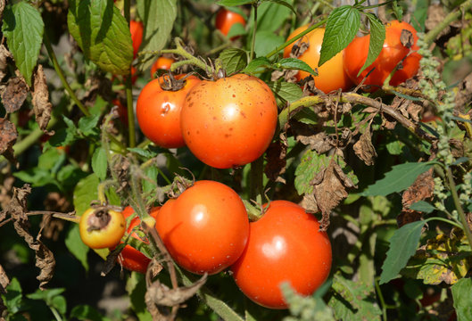 Tomatoes get sick by Phytophthora infestans or late blight.