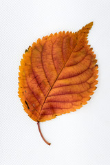 Autumn coAutumn color of birch leaf isolated on white background.lor of birch leaf isolated on white background.