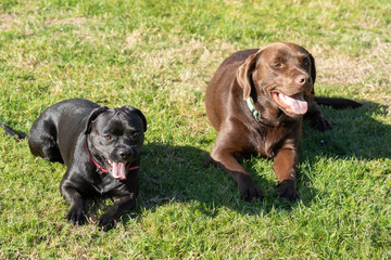 labrador and labrador french bulldog lying in the grass