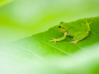 カエル