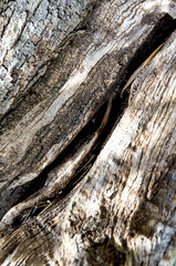 Bark of an olive tree - natural abstract background