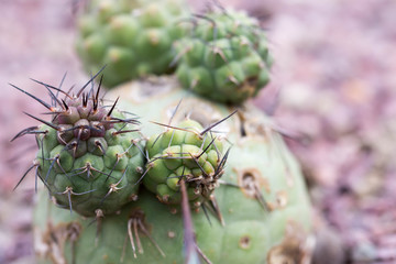 Macro shot of a green cacti or cactus and its thorns or spines