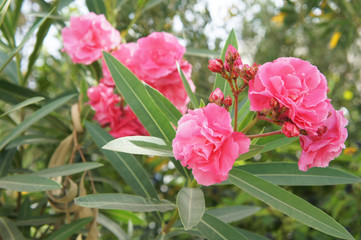 Nerium red oleander flowers with green foliage
